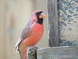 Bird Nature Songbird