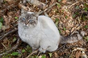 Cat Pussy Feline