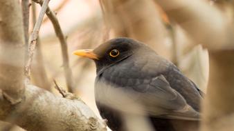 Bird Macro Black