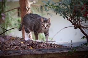 Cat Pet Domestic