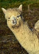 Alpaca Mammal Animal