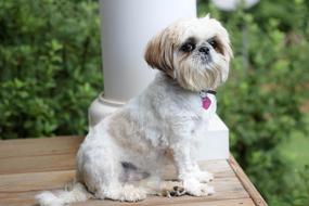 small Shih Tzu Dog