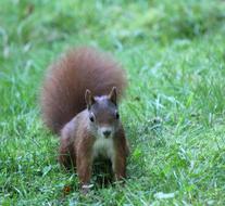 little squirrel on the grass