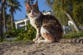 Cat Stray Nature