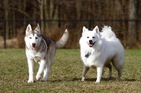 Dogs American Eskimo Pet