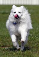 Dog American Eskimo Pet