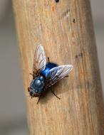 Fly Close Up Insect