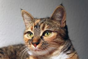 Cat Tigers Cute