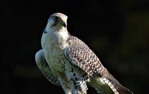 Bird Tierwfalke Raptor Of