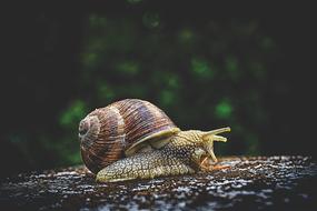 Snail Animal House