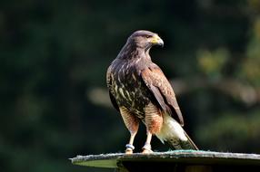 wild bird staring into the distance