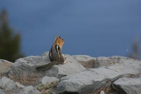 Chipmunk Animal Nature
