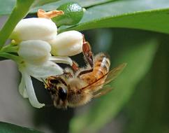 Bee Insect Citrus