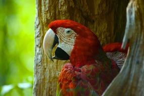Bird Nature Animal World