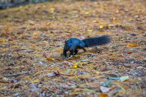 Squirrel Black Animal
