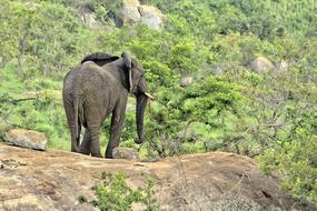 Elephant Safari Africa