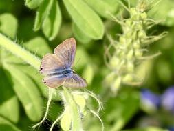 Butterfly Insect Animal