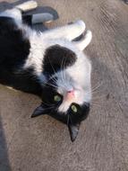 Cat Bnw Black