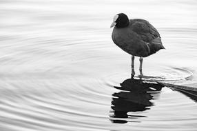 Bird Water Duck