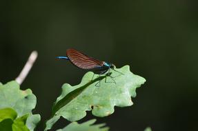Insect Nature Wing