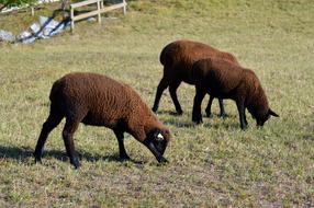 Sheep Animal Eat