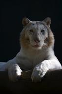 Mammals Beast No Person