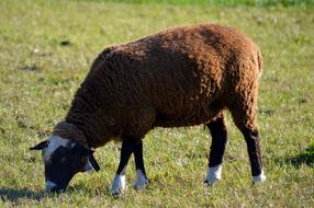 Sheep Animal Eat