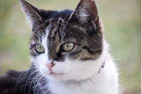 Cat Domestic Animal