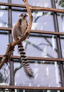Lemur Kata Prosimian