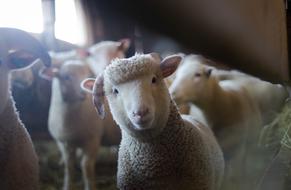 Sheep Animals herd on Farm