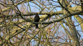 Blackbird Bird Singer