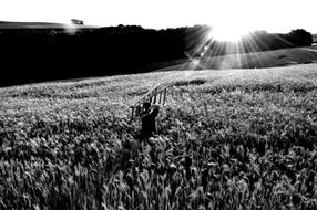 Cornfield Head Go Your Way
