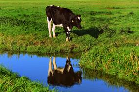 Cow Cattle Animal