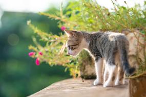 cute Kitty on terrace