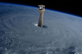Ostrich Earth Hurricane