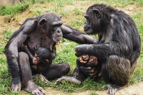 Chimps Ape Apes
