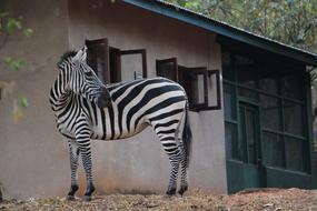 Zebra Animal Black And White