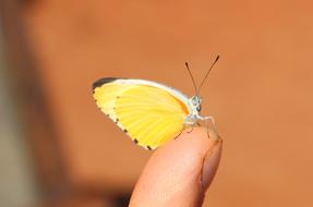 Butterfly Yellow Insect