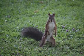 The Squirrel Surprised Standing in nature