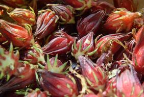 tropical refreshing fruit