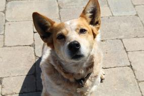 Dog Corgi Red Heeler