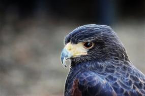 falcon big hawk bird of prey bird