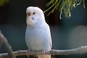 Budgie Blue Plumage