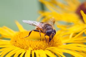Insect Flower Nature