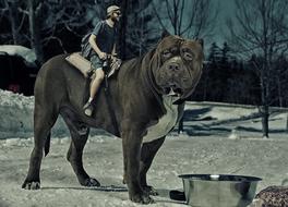 Dog Photographer Winter