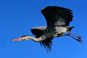 Heron Wading Bird Animal
