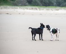 Dogs Beach Offlead