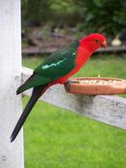 King Parrot Bird