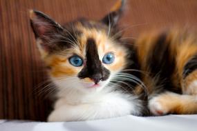 Cat Feline Animal