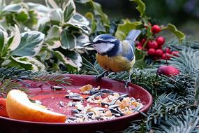 bird at the bird feeder with berries